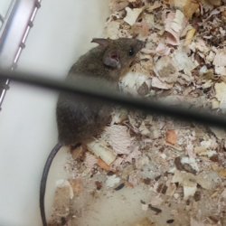 A photograph of a Mastomys rodent, a common species involved in agricultural pests.