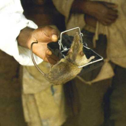 A rat caught in a humane trap, demonstrating pest control efforts.