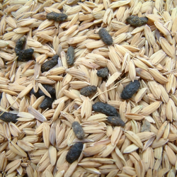 A close-up of rice grains showing signs of contamination, highlighting food safety issues.