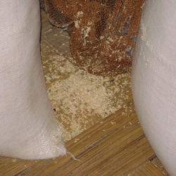 Grain sacks showing signs of gnawing or damage, likely caused by rodents.