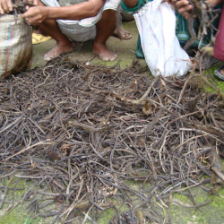 A close-up of rat tails, possibly collected for a study on rodent populations.