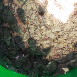 A group of Mastomys rodents in their habitat, possibly within an experimental setting.