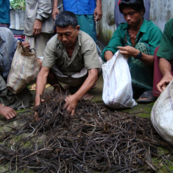 Rats hiding among bamboo, related to a project under the UNDP for pest management in bamboo plantations.