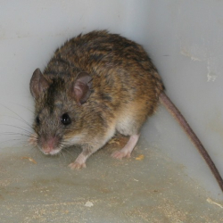 A Mastomys rodent cornered, demonstrating behaviour when threatened.