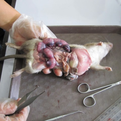 A group of rodent embryos, used for scientific study or demonstration purposes.