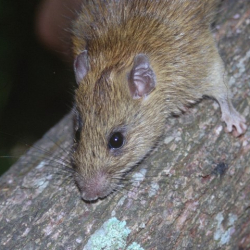 A Rattus rodent climbing on a tree, highlighting rodent behaviour in natural environments.