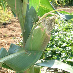 Green maize stalks showing visible damage from rat feeding, demonstrating the impact of rodents on crops.