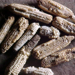 Another image showing damage inflicted by rats on maize crops.