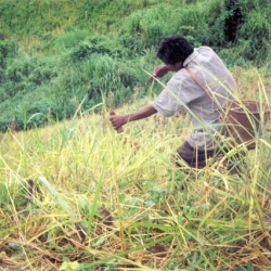 A large number of rats in Chittagong, possibly indicating a pest outbreak in the area.