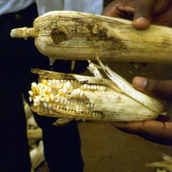 Maize cobs with evidence of gnawing, indicating rat activity.