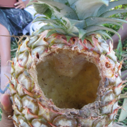 A pineapple with visible damage, possibly caused by pests or environmental factors.