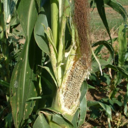 A close-up showing extensive damage caused by rats to green maize.