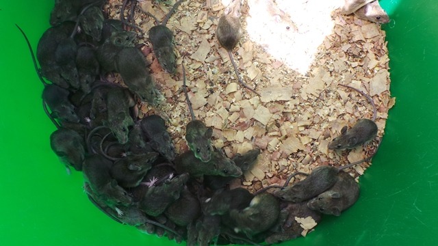 A colony of Mastomys rodents in a green container, illustrating the species being studied for fertility control research in Tanzania.